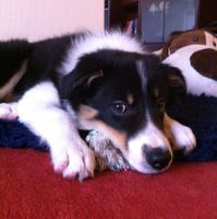 1391601_598045640262201_809401279_n